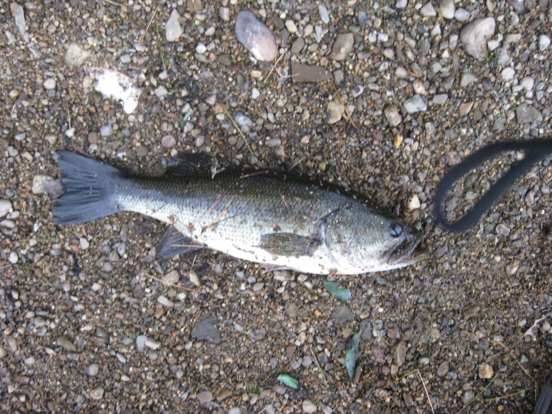 bass caught at forge pond