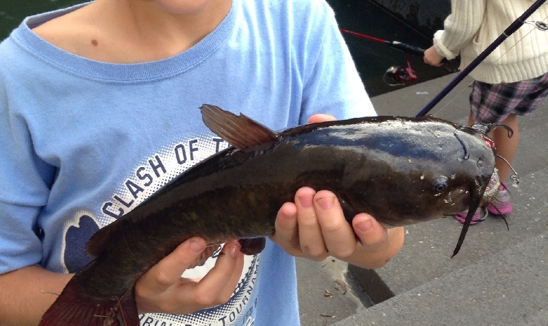 Big catfish caught on chicken liver