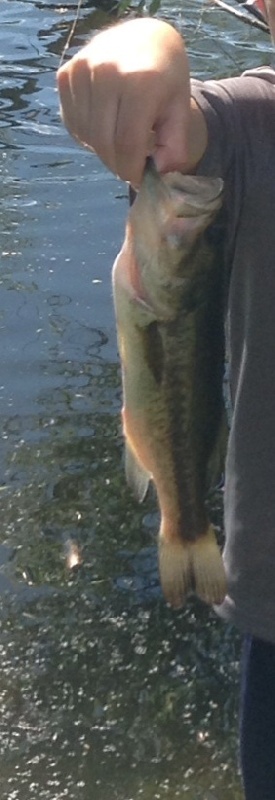 Nice size bass
