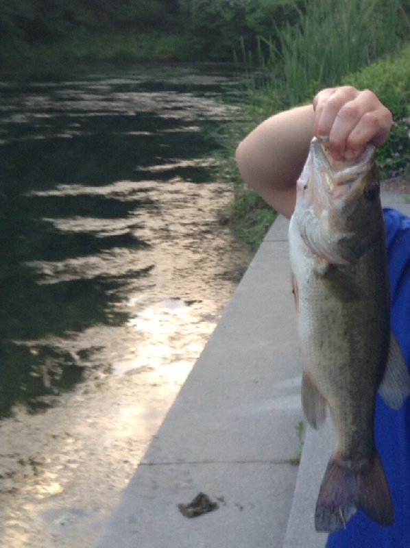 Big bass pig