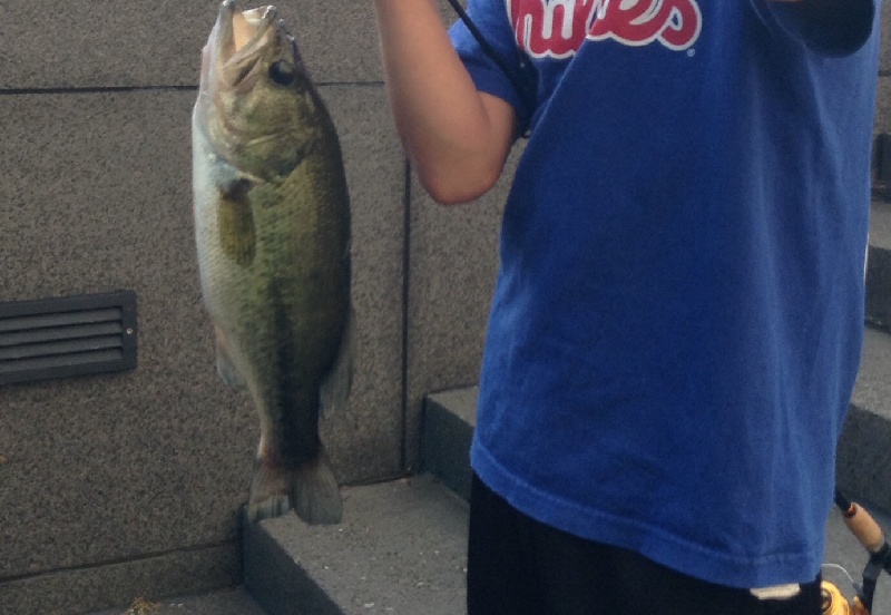 Big fat pig bass