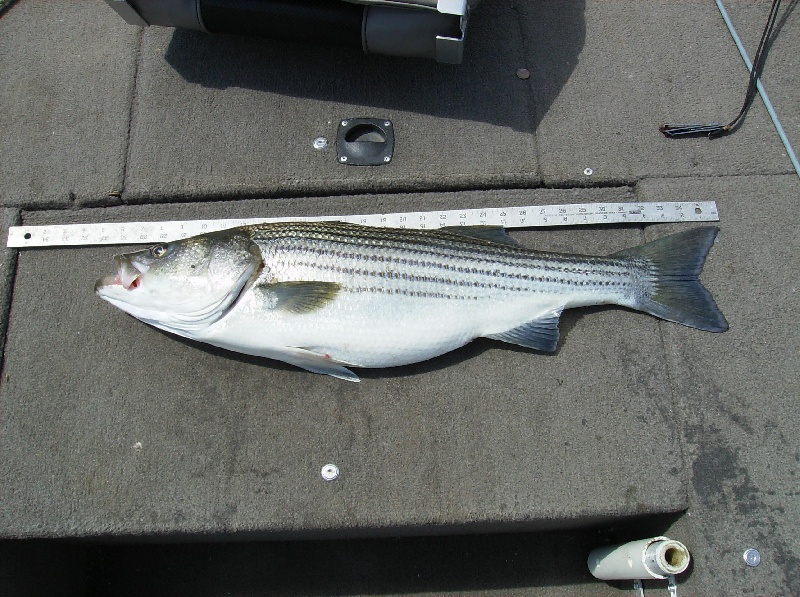 Another Striper