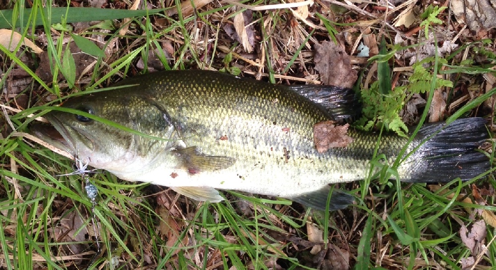 Largemouth? From Brown's Pond