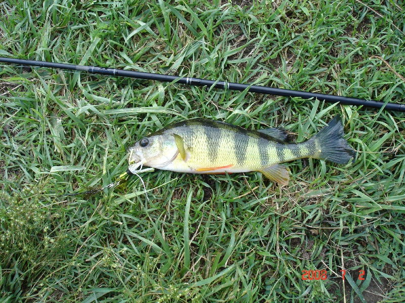Perch with small spinner