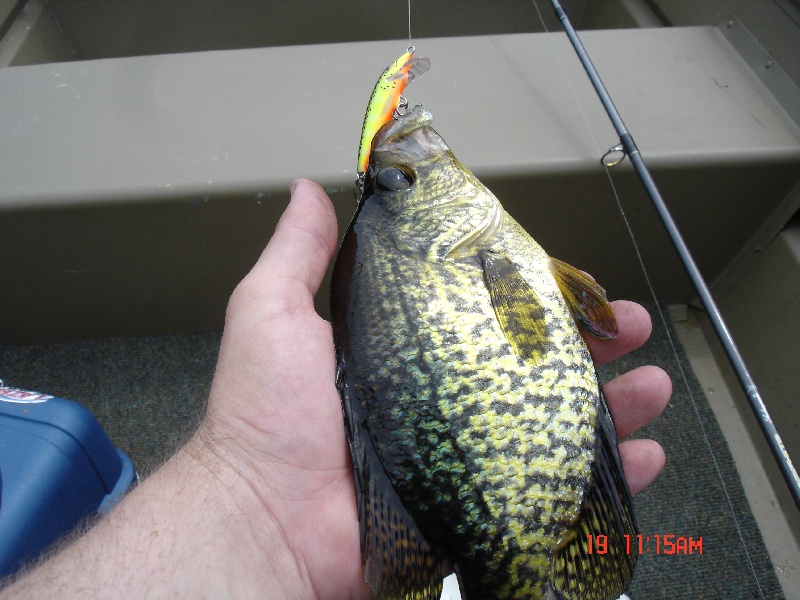 Another crappie.