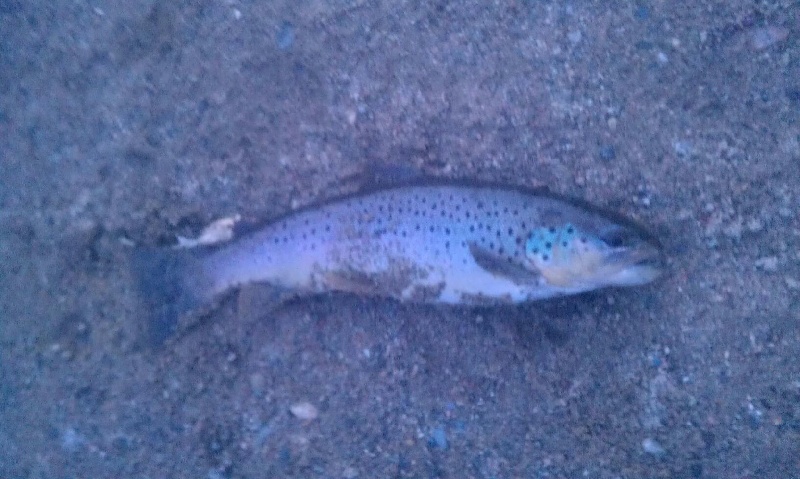 First Fish of the Season