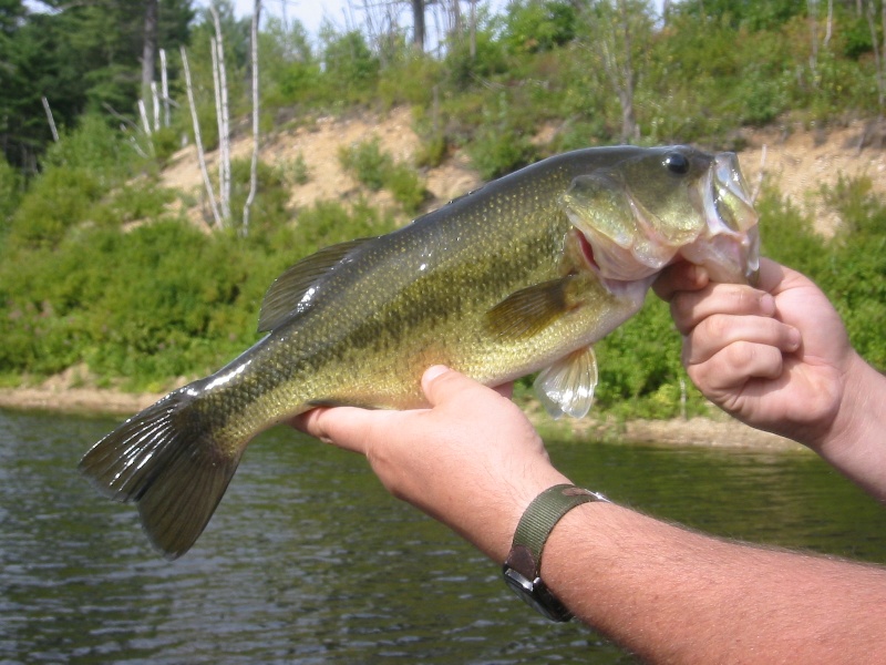 4 lb Bass, Clough state park