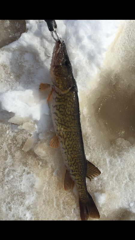 mystery fish from the ice fishing trip
