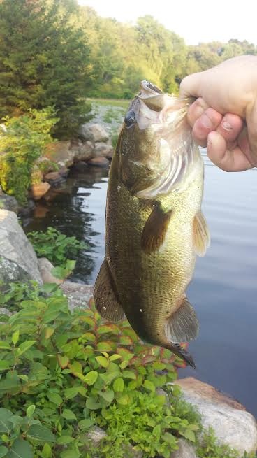 Bass 2 at the river