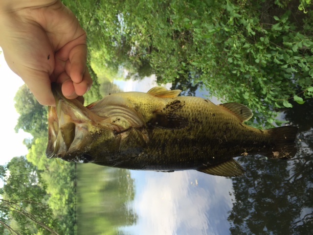 Largemouth Bass on the Charles River