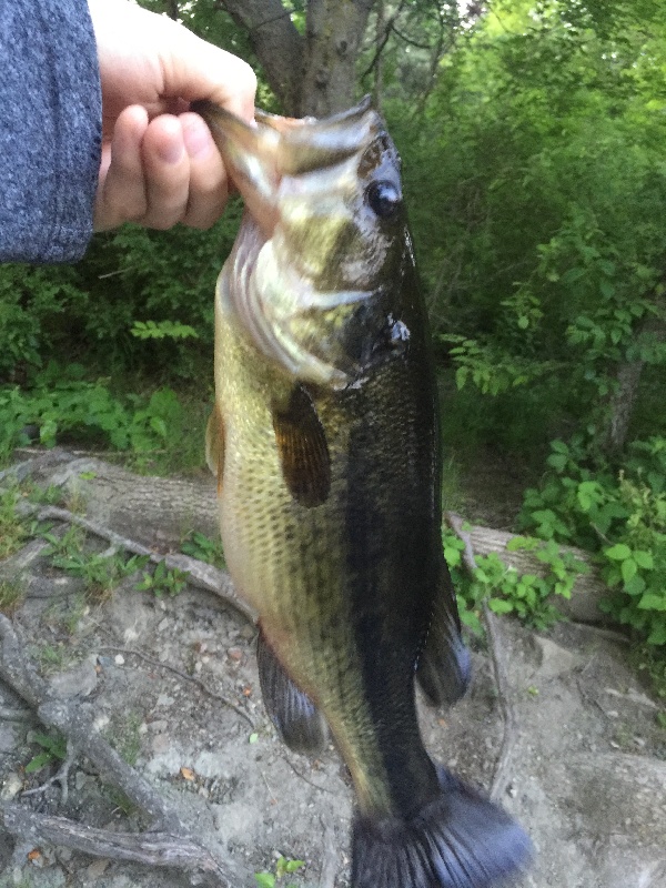 Early morning bass