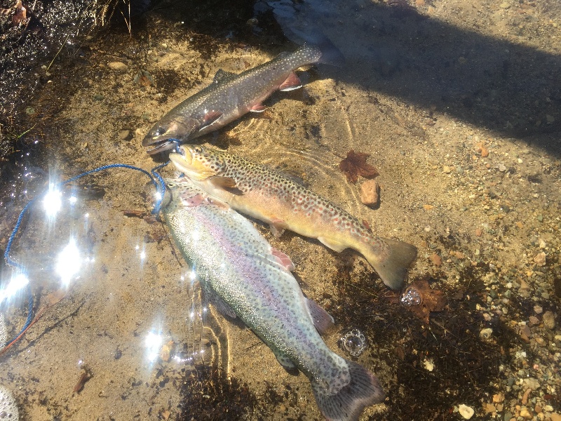 3 species of trout!