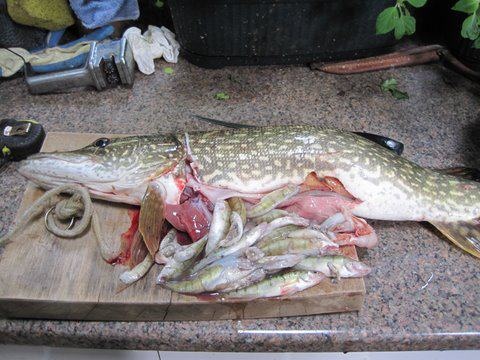 29" pike with 31 perch inside its gut...