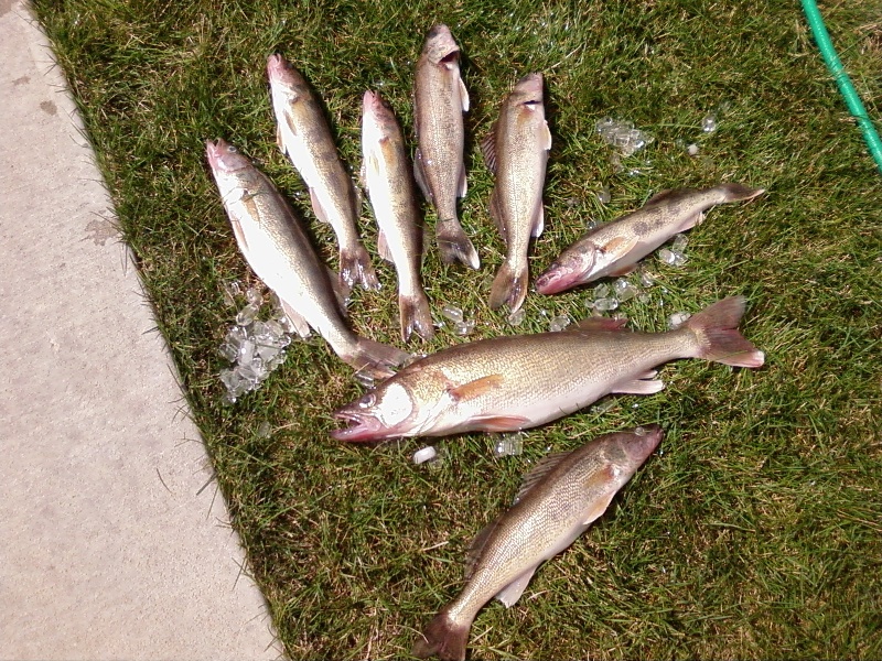 walleyes on IA River on 9/7/2008