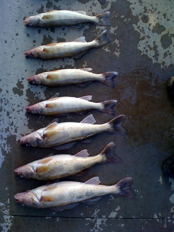 Almost caught our limit
