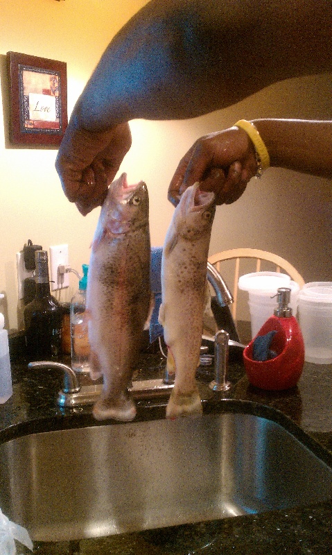 Rainbow and Brown Trout..