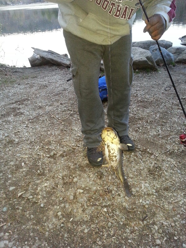 Catfish at Houghton's Pond