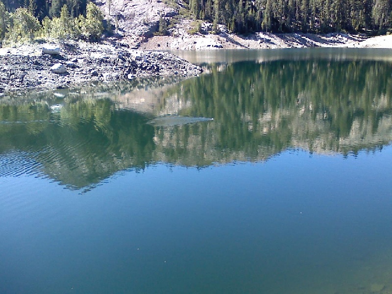 3 otters swimming by at bowman lake 09