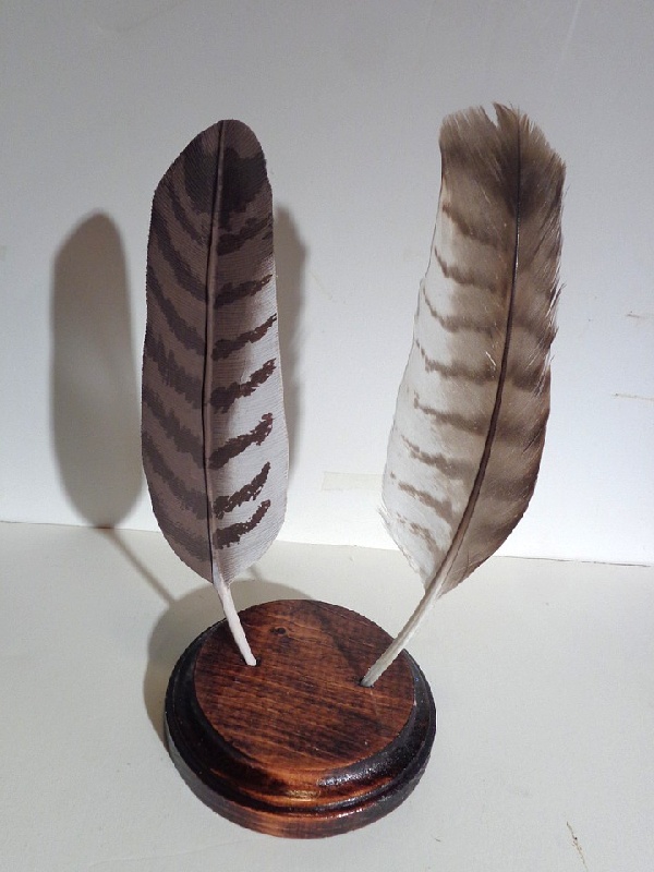 Red Tailed Hawk wing feather