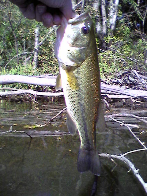 Little Pond Bass