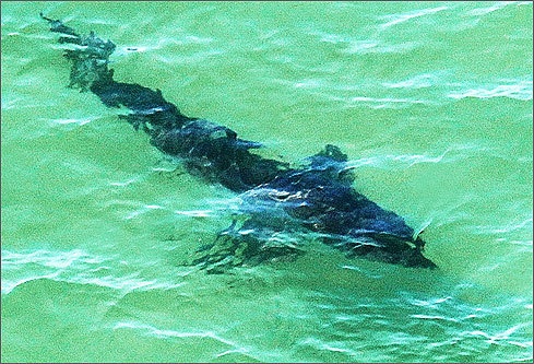 South Beach Shark 2010