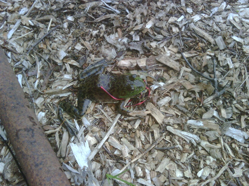 Frog ate my Frog