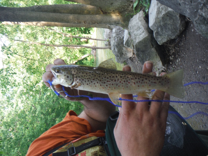 nice little trout from Canandaguia Outlet in Shortsville NY