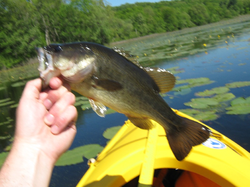 first fish caught in my new kayak
