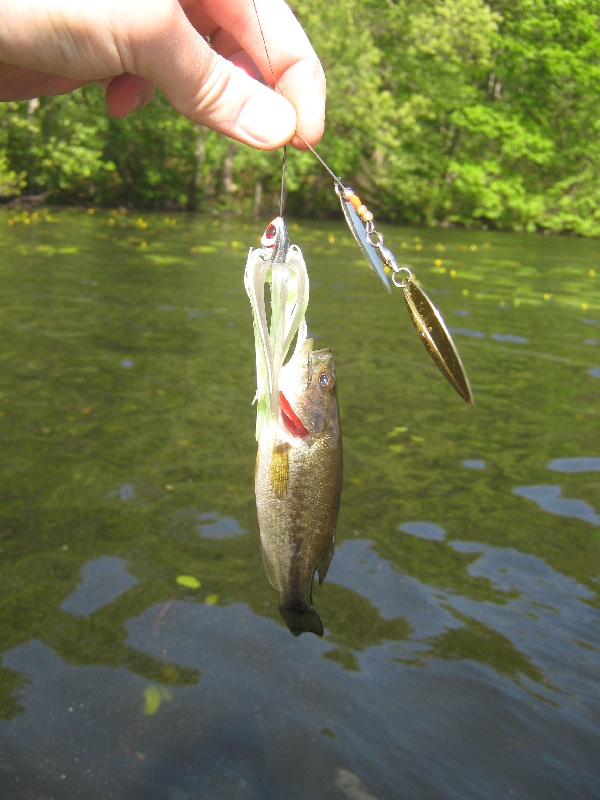 bait bigger than bass