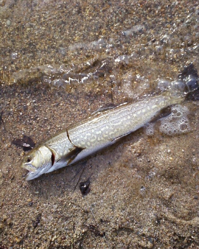 TigerTrout1