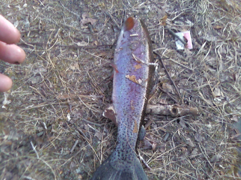 Holdover Trout