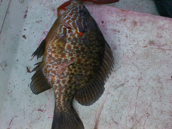 cool looking crappie