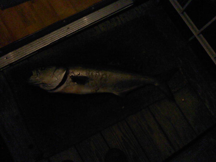 thirty inch bluefish 
