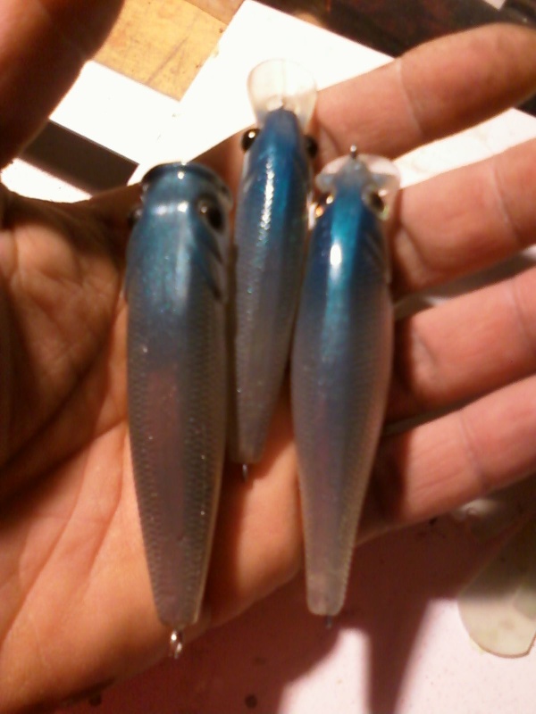 Blue back herring custom paint
