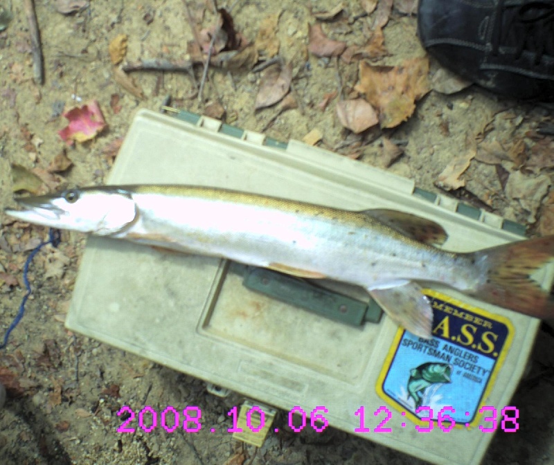 Musky before release