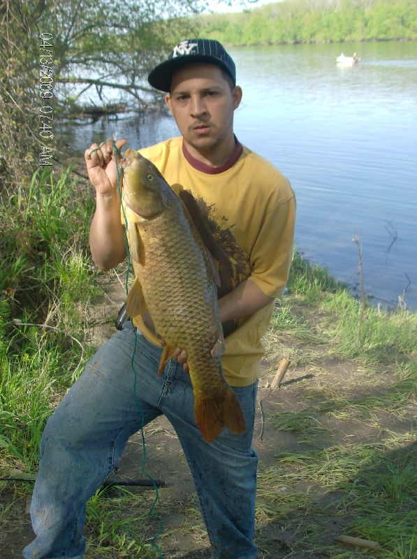 the carp of the day