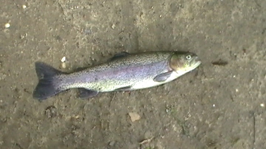 nice trout