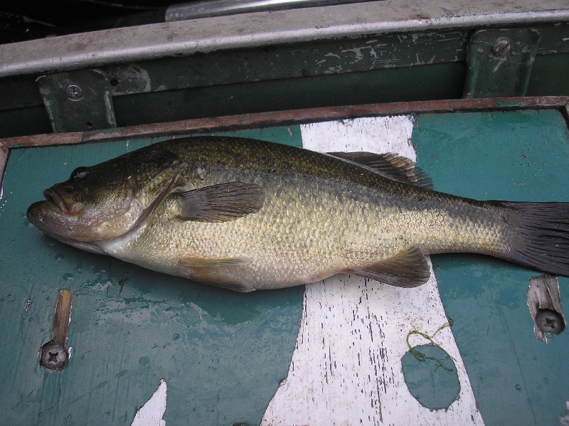 Stillwater pond bass