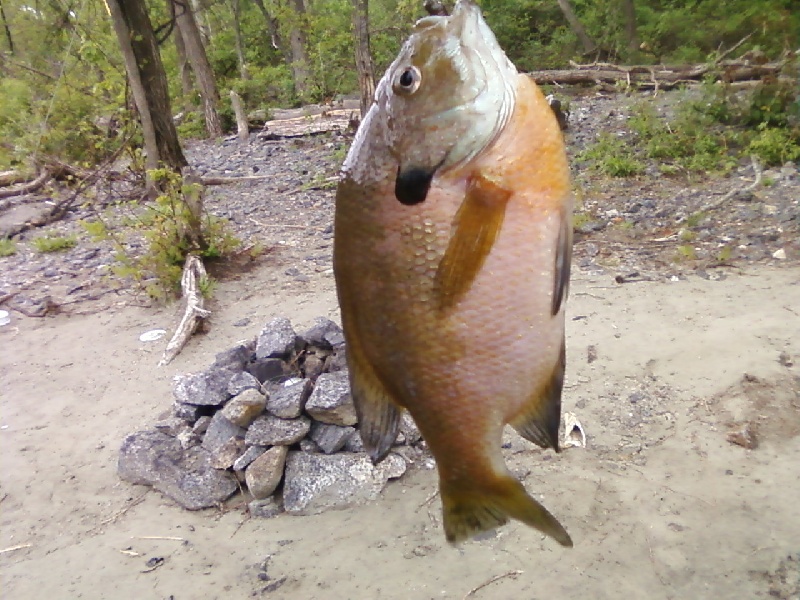 i know its a panfish maybe someone could tell me what kind