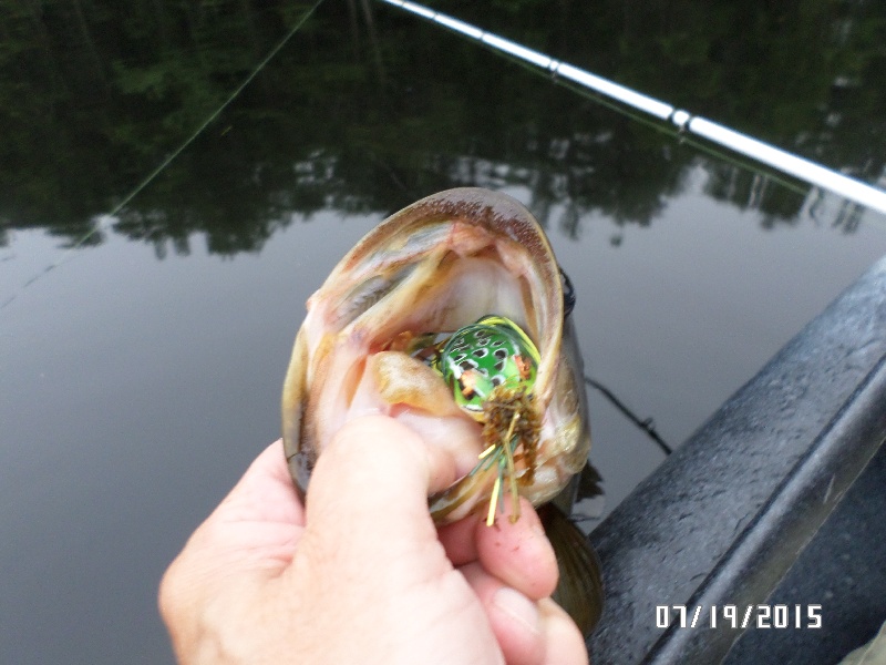 Tully River Frog Eater