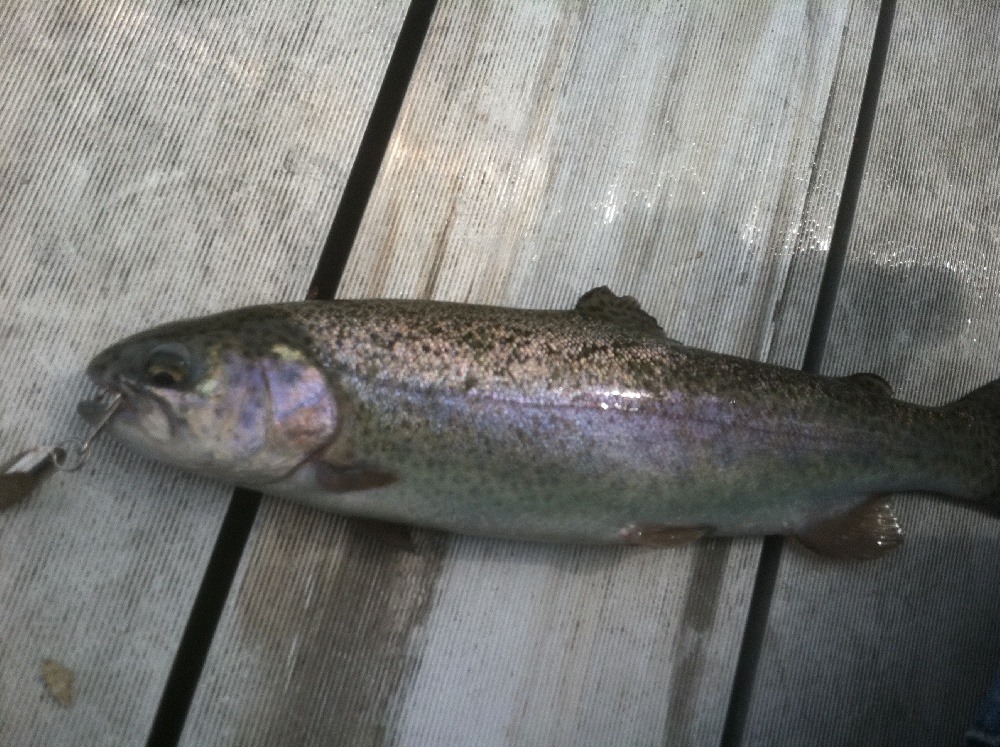 Trout I caught at Oldham Pond