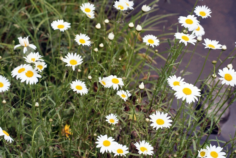 Daisies by the water