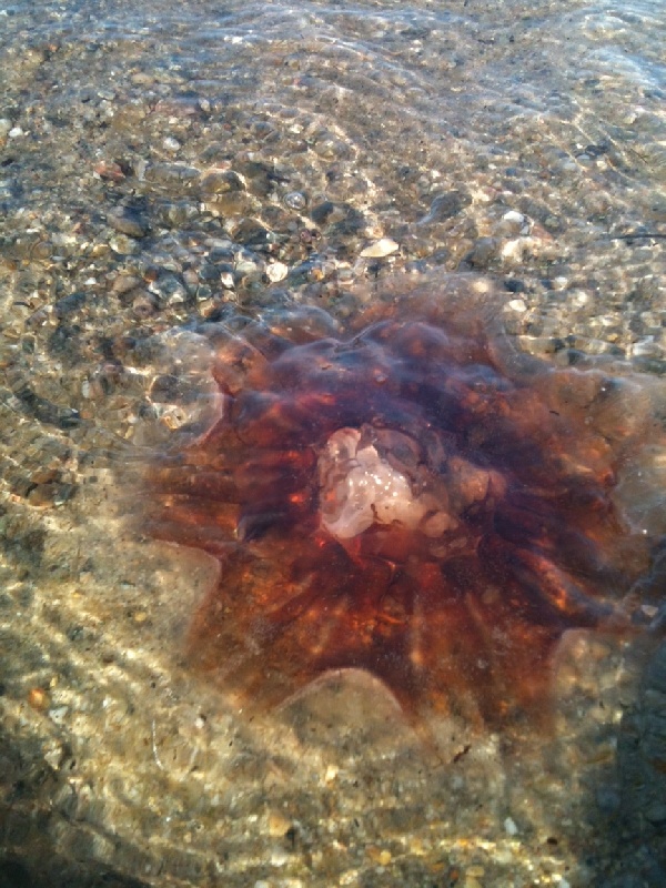 unknown jellyfish