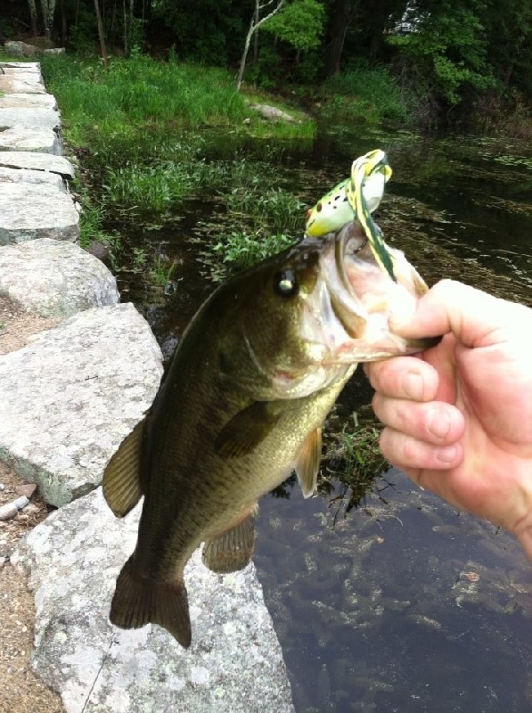 First bass on a frog