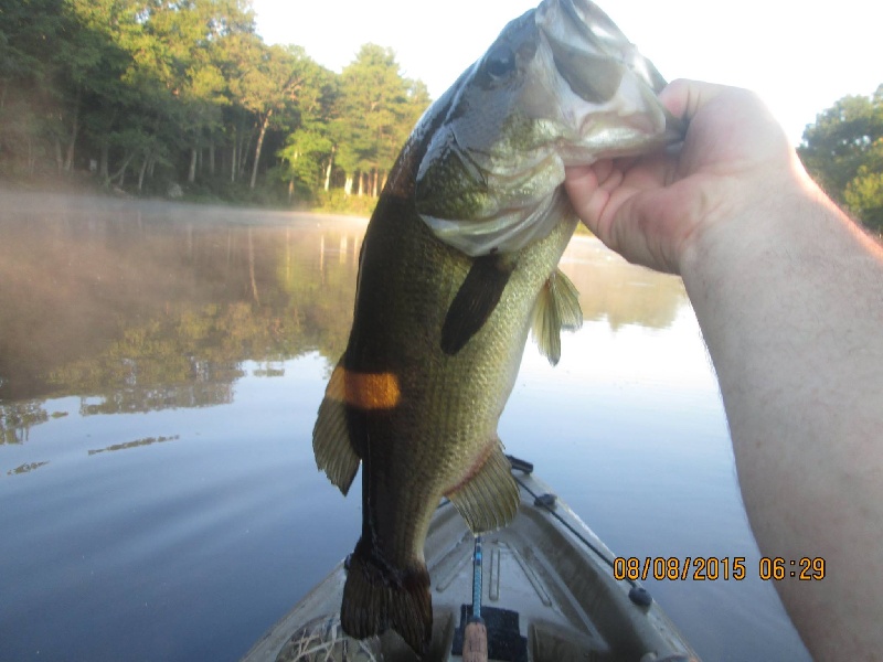 Bass from 8/8/15