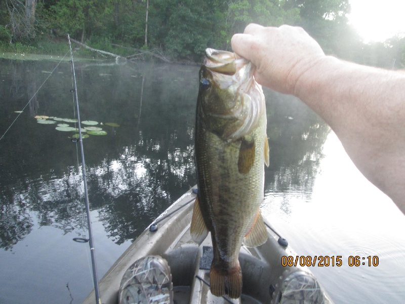 Bass 2 from 8/8/15