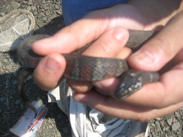 nothern water snake...  