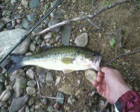 First fish on a plastic bait