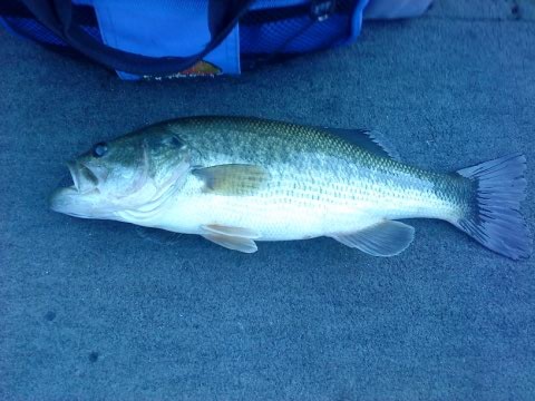 Only fish of the day