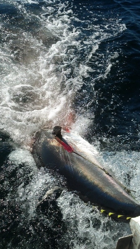 2013 bluefin
